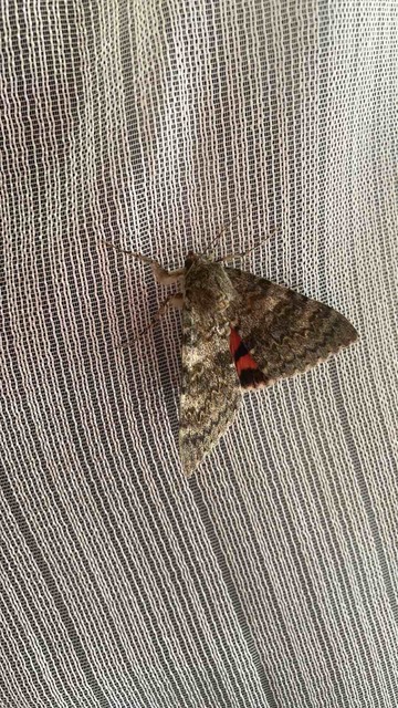 Catocala elocata - közönséges övesbagoly