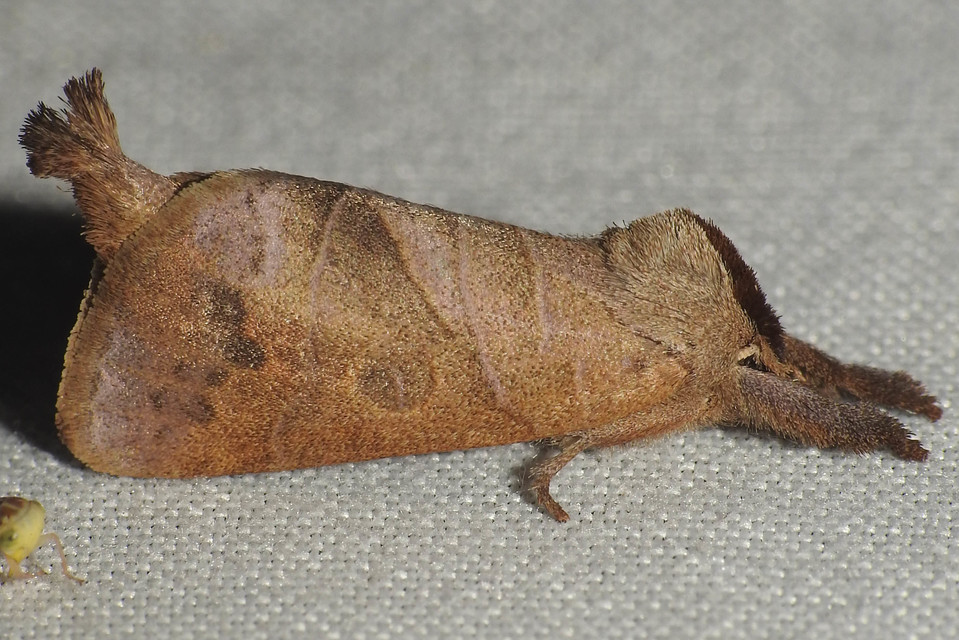 Clostera anastomosis - barna levélszövő