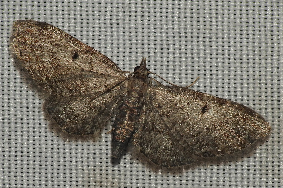 Eupithecia tenuiata - sötétszegélyű törpearaszoló