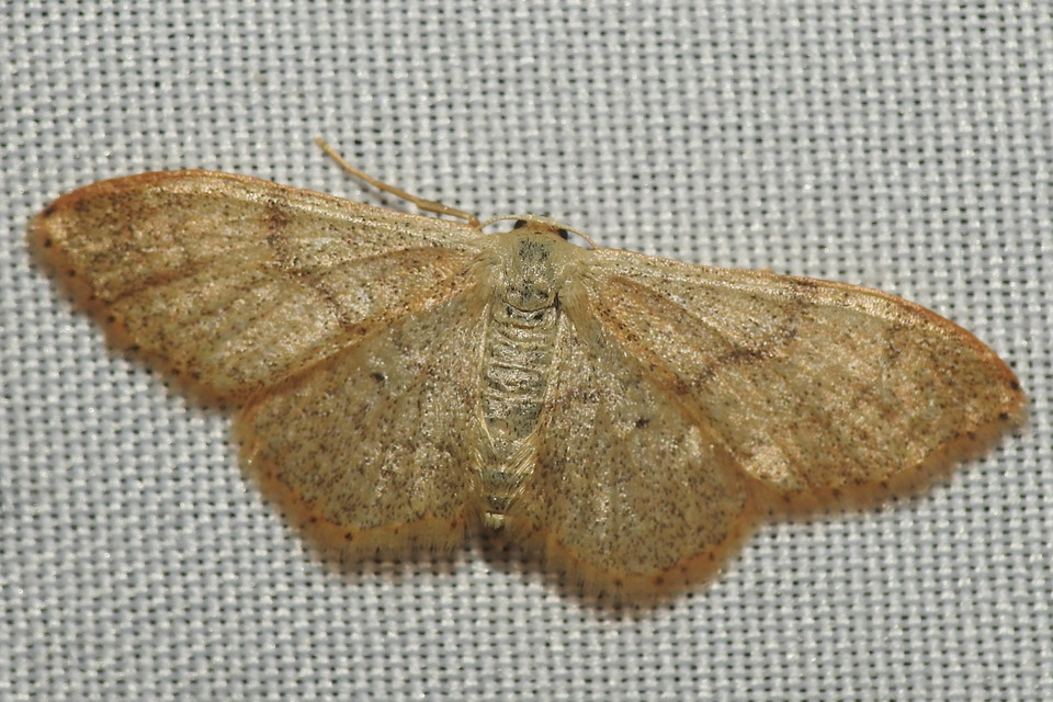 Idaea straminata - szalmasárga sávosaraszoló
