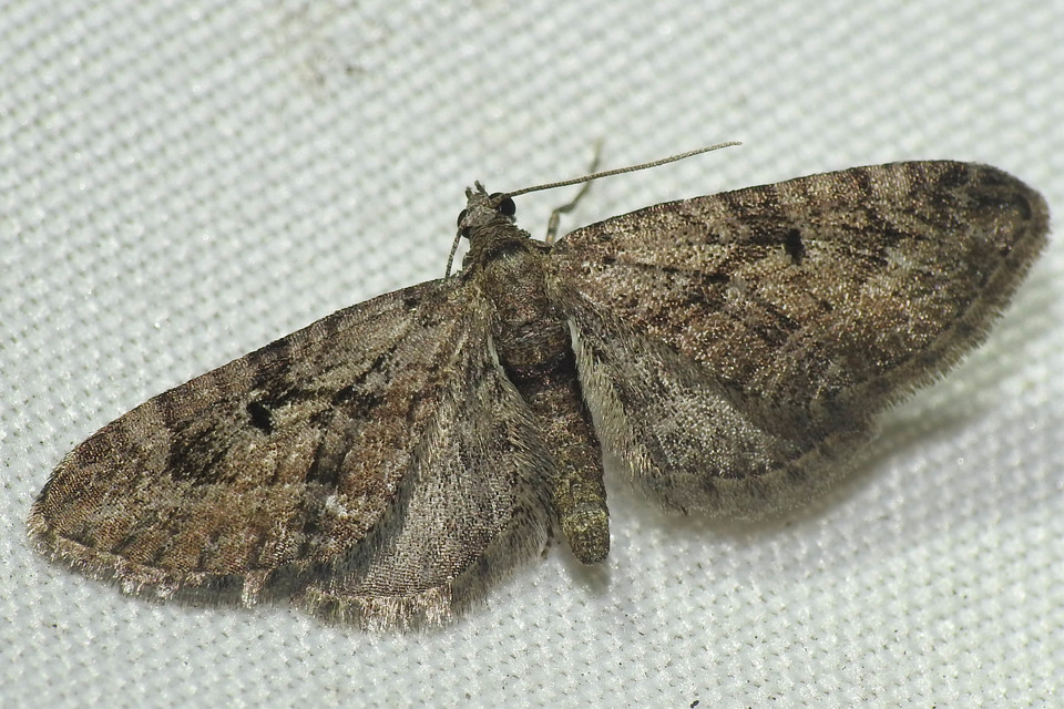 Eupithecia pusillata - lucfenyő-törpearaszoló
