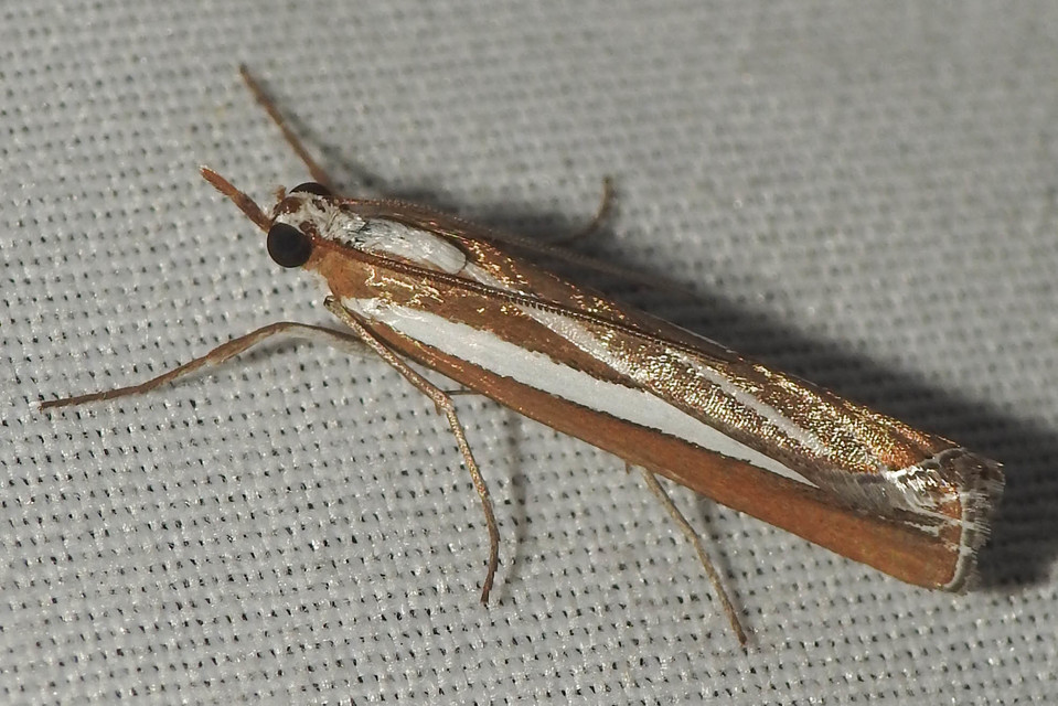 Eucarphia vinetella - pontusi karcsúmoly