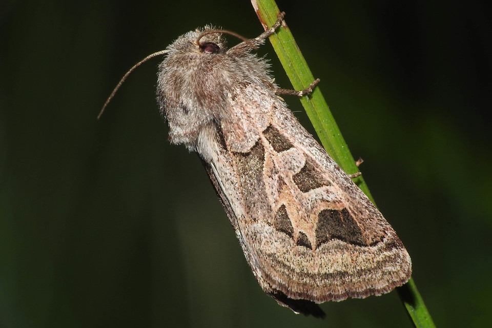 Episema glaucina - fogasjegyű liliombagoly