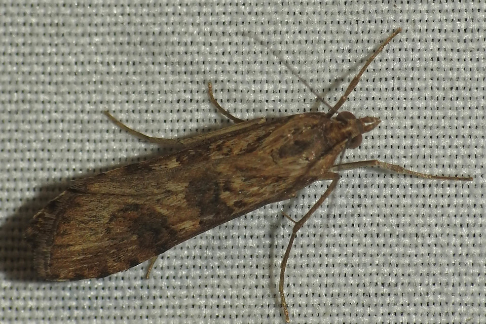 Nomophila noctuella - közönséges vándormoly