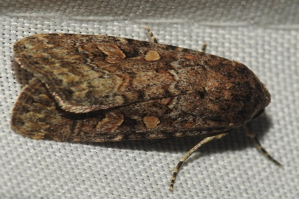 Spodoptera exigua - apró jegyesbagoly