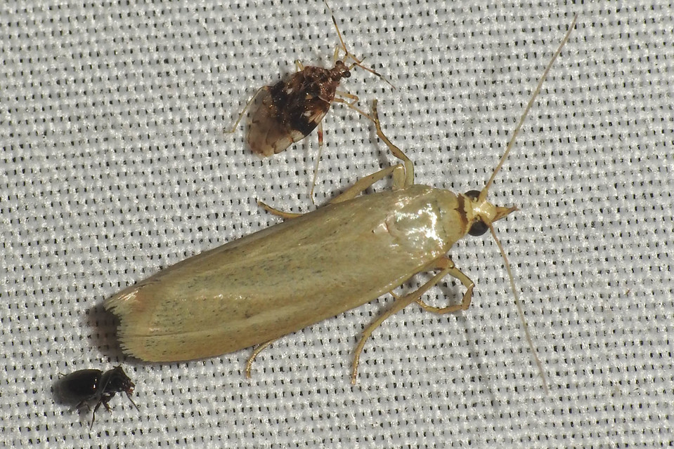 Selagia argyrella - ezüstös karcsúmoly