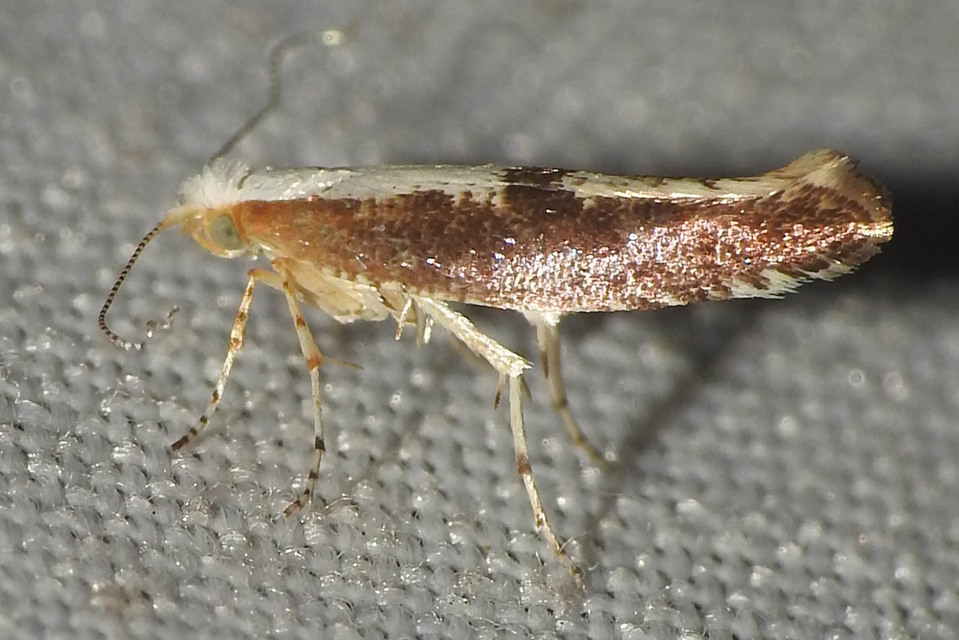 Argyresthia