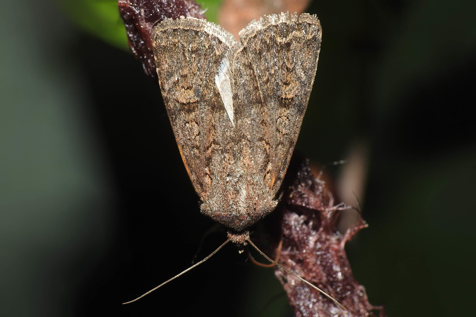Euxoa tritici/nigrofusca/eruta