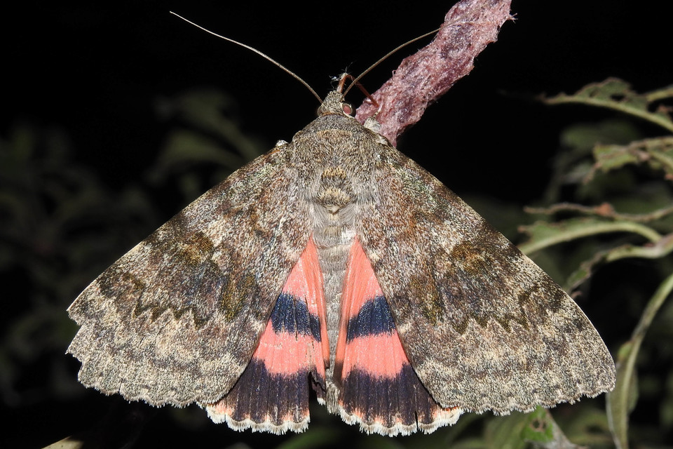 Catocala elocata - közönséges övesbagoly