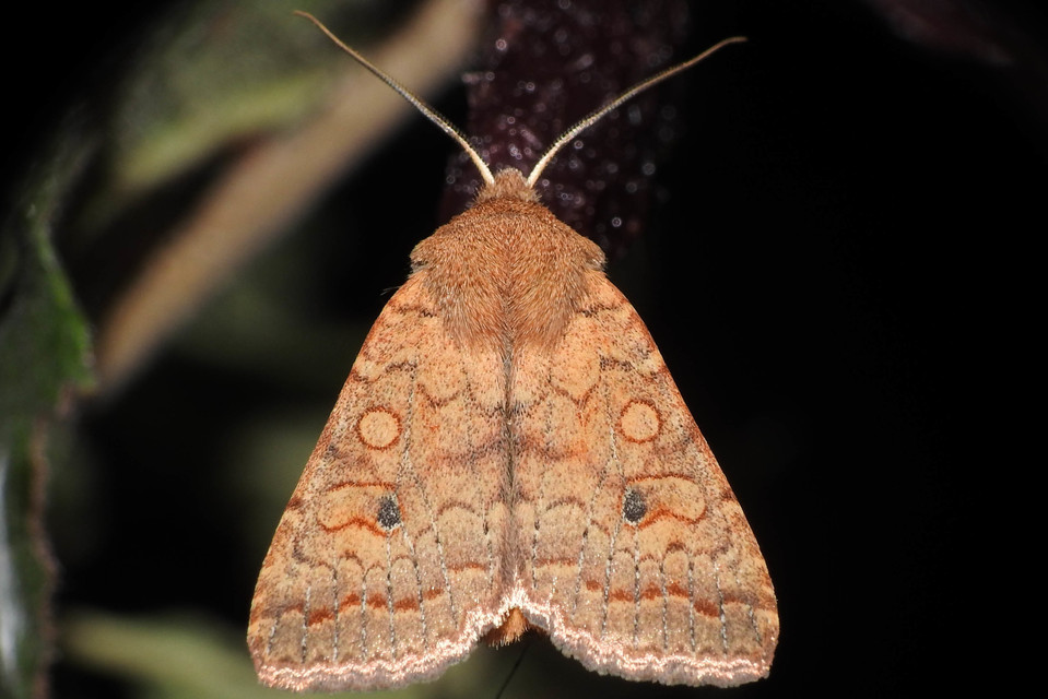 Sunira circellaris - okkersárga őszibagoly