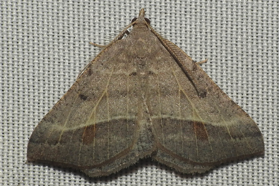 Macaria artesiaria - ibolyásszürke araszoló