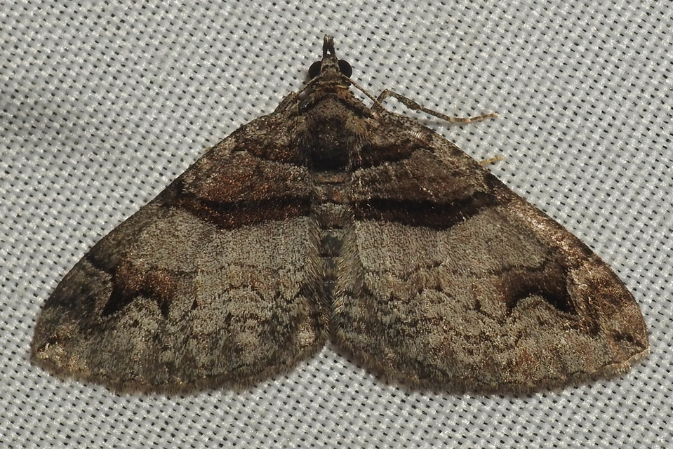 Pareulype berberata - sóskafa-tarkaaraszoló