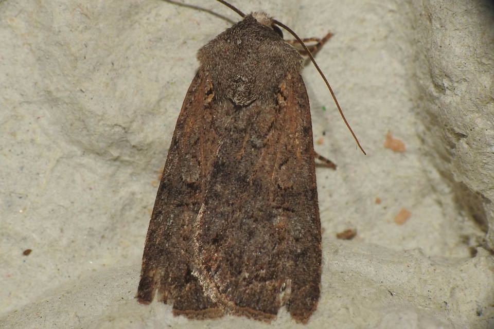 Euxoa tritici/nigrofusca/eruta