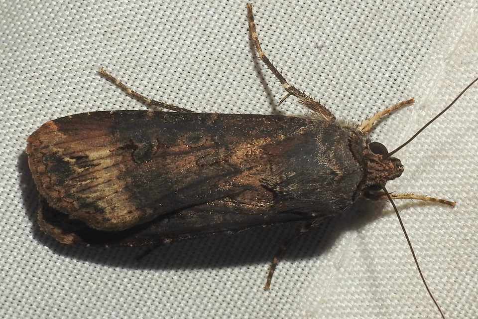 Agrotis ipsilon - nagy földibagoly