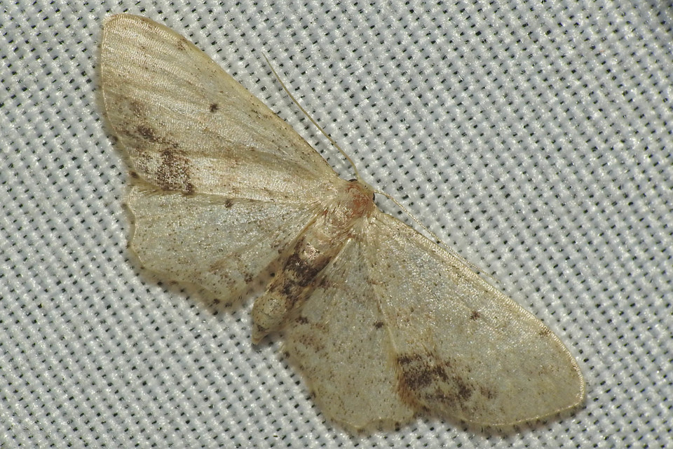 Idaea dimidiata - gyakori apróaraszoló