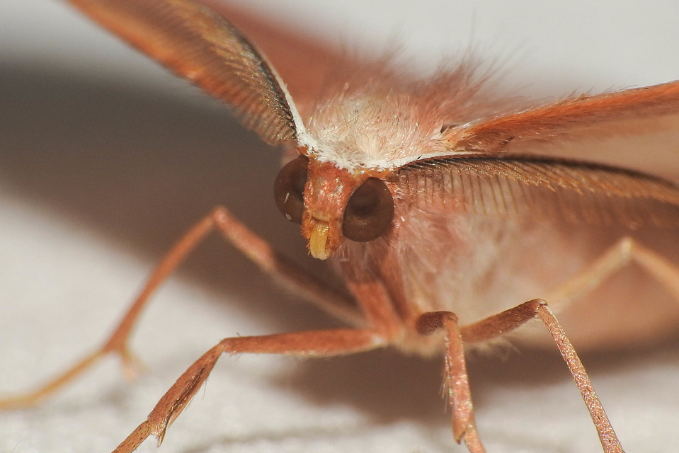Hylaea fasciaria - erdeifenyő-sávosaraszoló