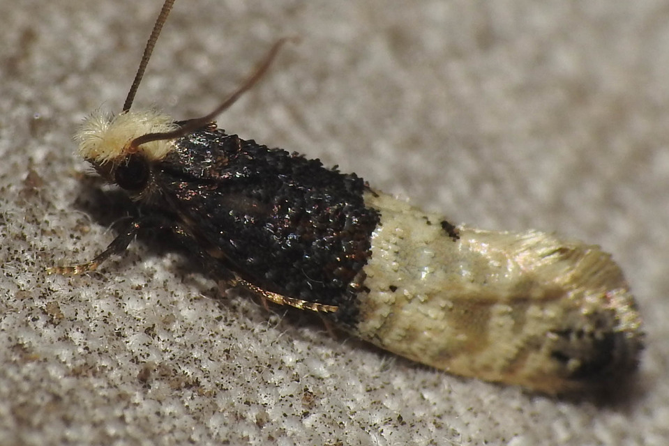 Trichophaga tapetzella - takácsmoly