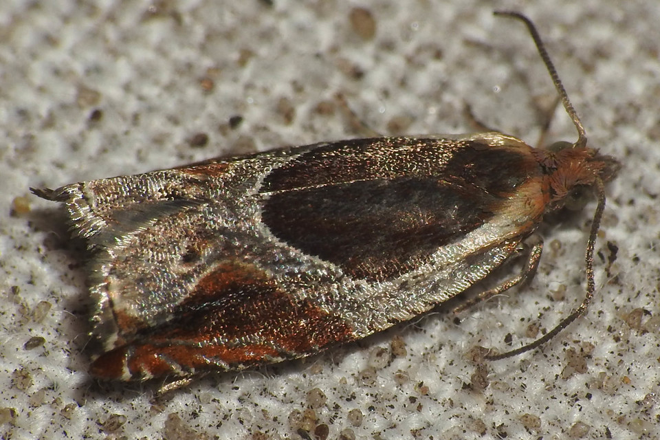 Ancylis unculana - szedersodró horgasmoly