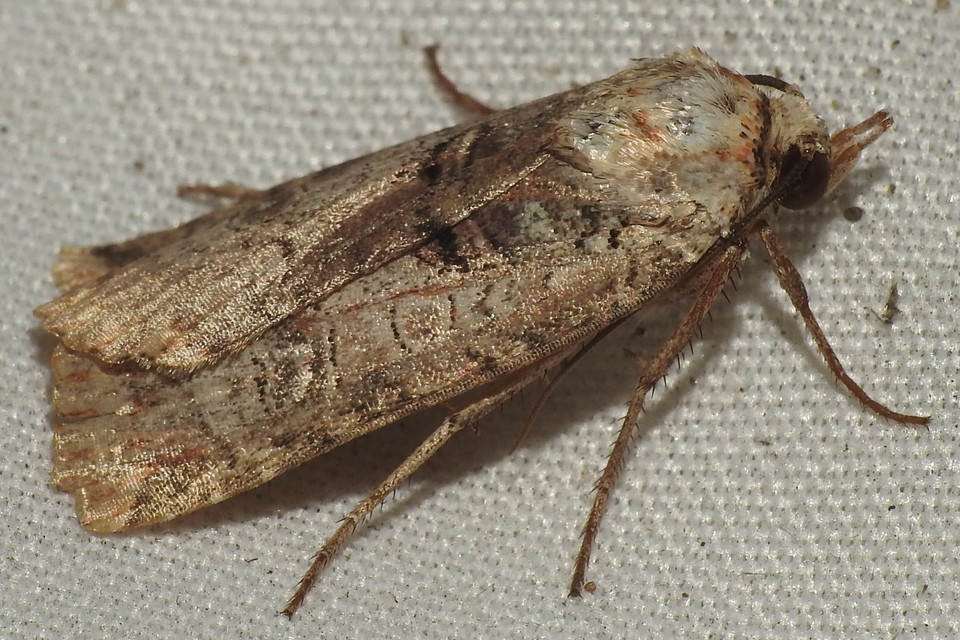 Epilecta linogrisea - karcsú sárgafűbagoly