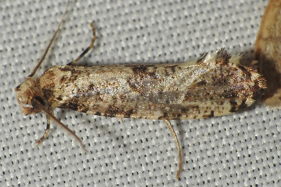Morophaga choragella - közönséges óriásmoly