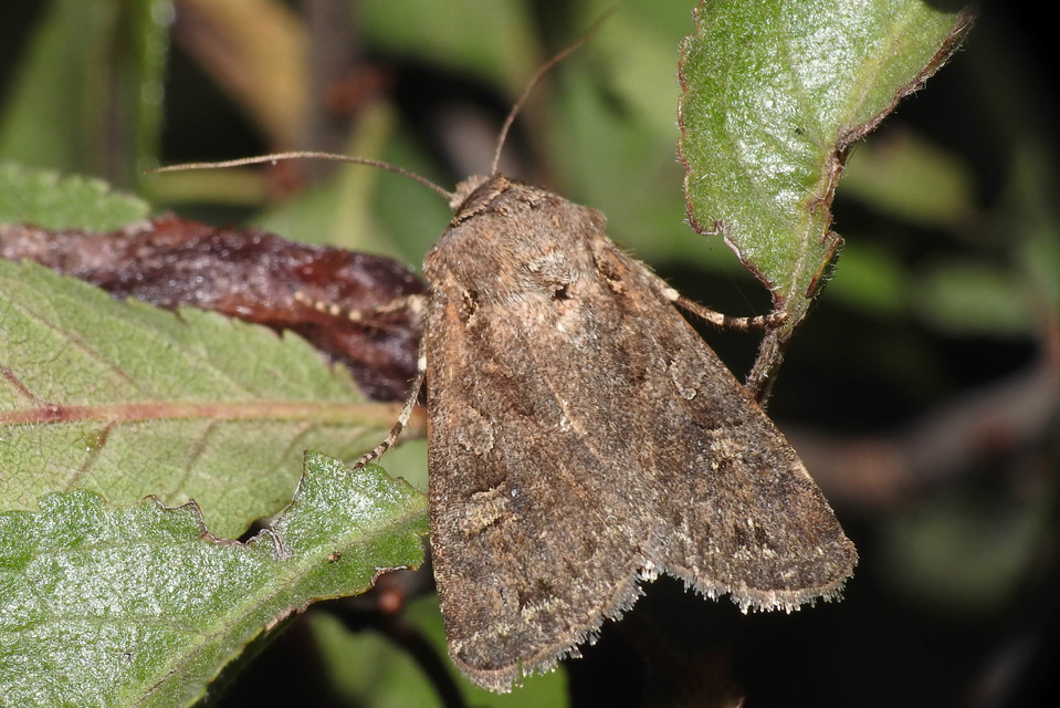 Euxoa tritici/nigrofusca/eruta