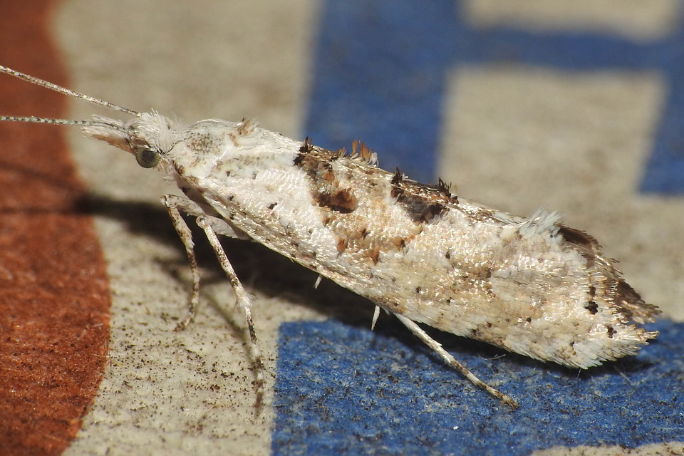 Ypsolopha asperella - levélfonó tarkamoly