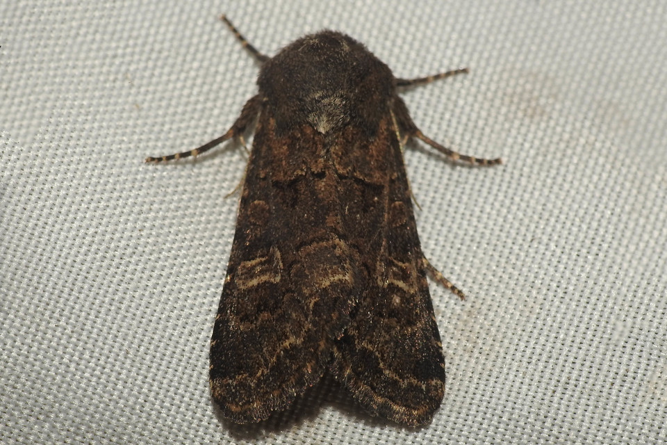 Tholera cespitis - sötét fésűsbagoly