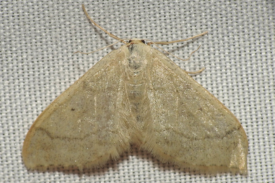 Idaea straminata - szalmasárga sávosaraszoló