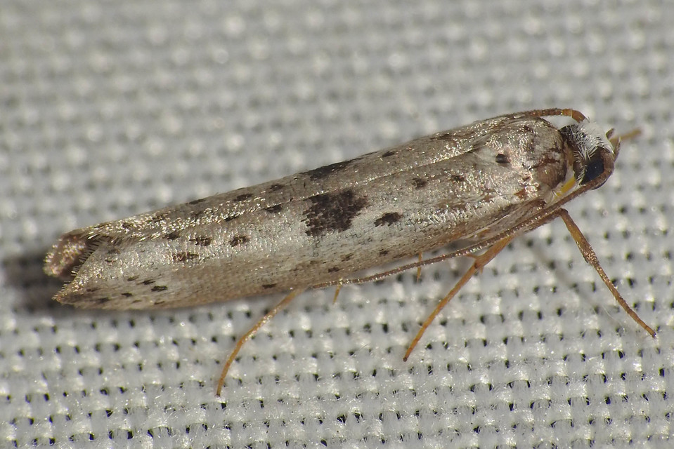 Yponomeuta plumbella - pókhálós bengemoly