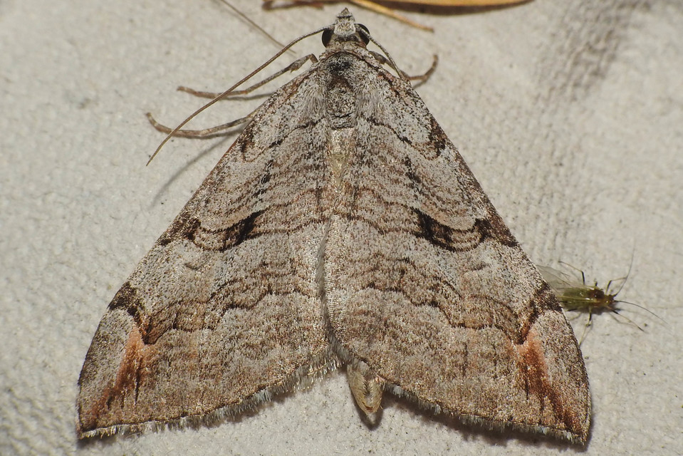 Aplocera plagiata - szürke csíkosaraszoló