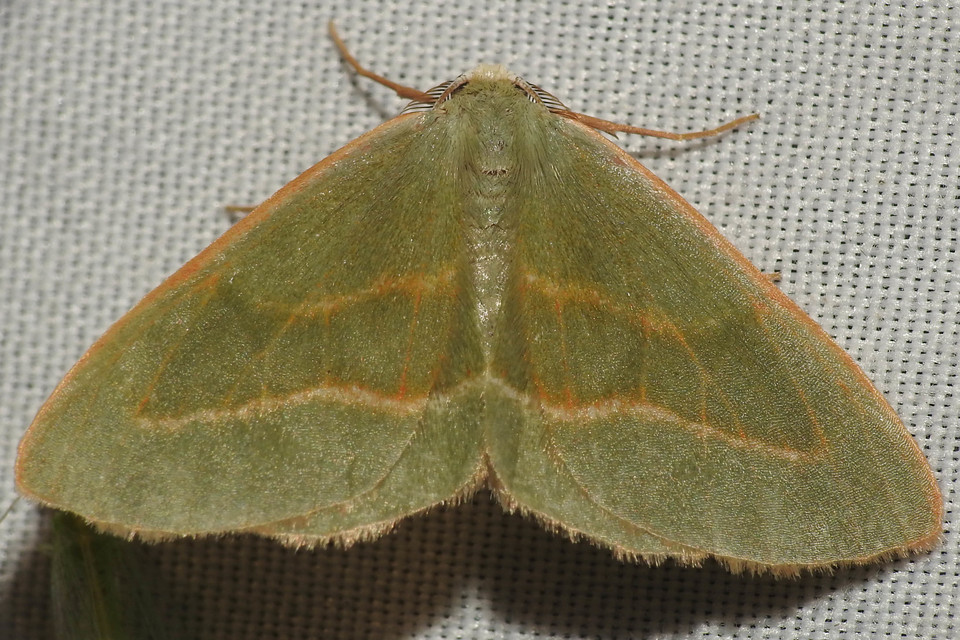 Hylaea fasciaria - erdeifenyő-sávosaraszoló