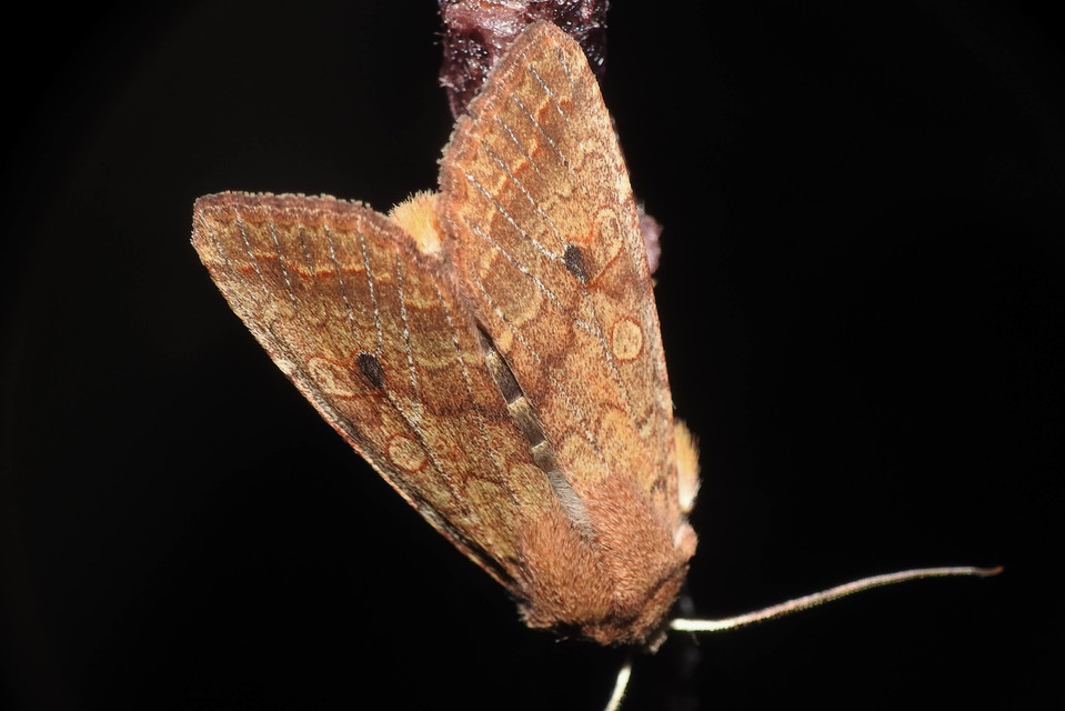 Sunira circellaris - okkersárga őszibagoly