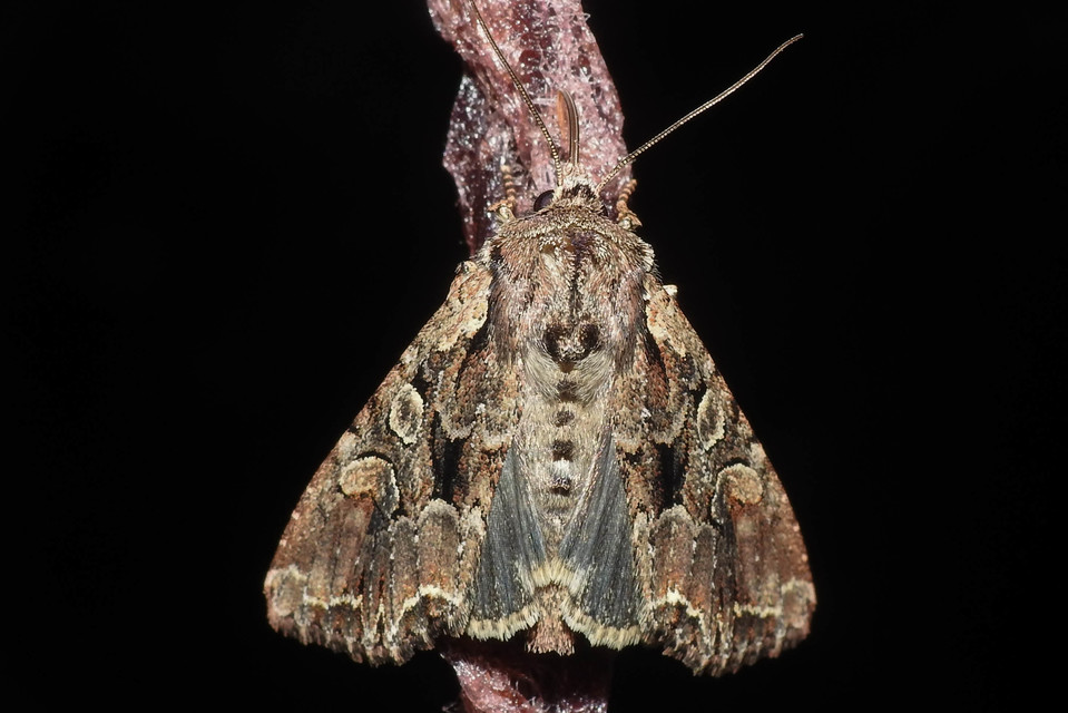 Lacanobia thalassina - borbolya-kertibagoly