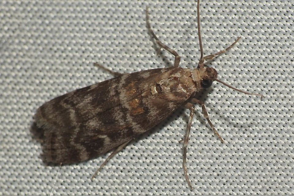 Dioryctria
