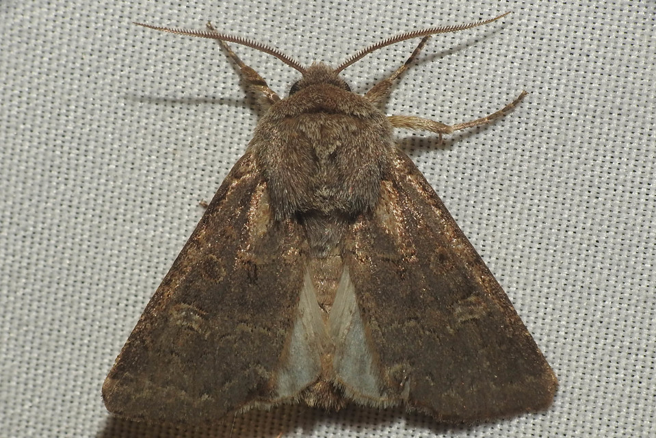 Tholera cespitis - sötét fésűsbagoly