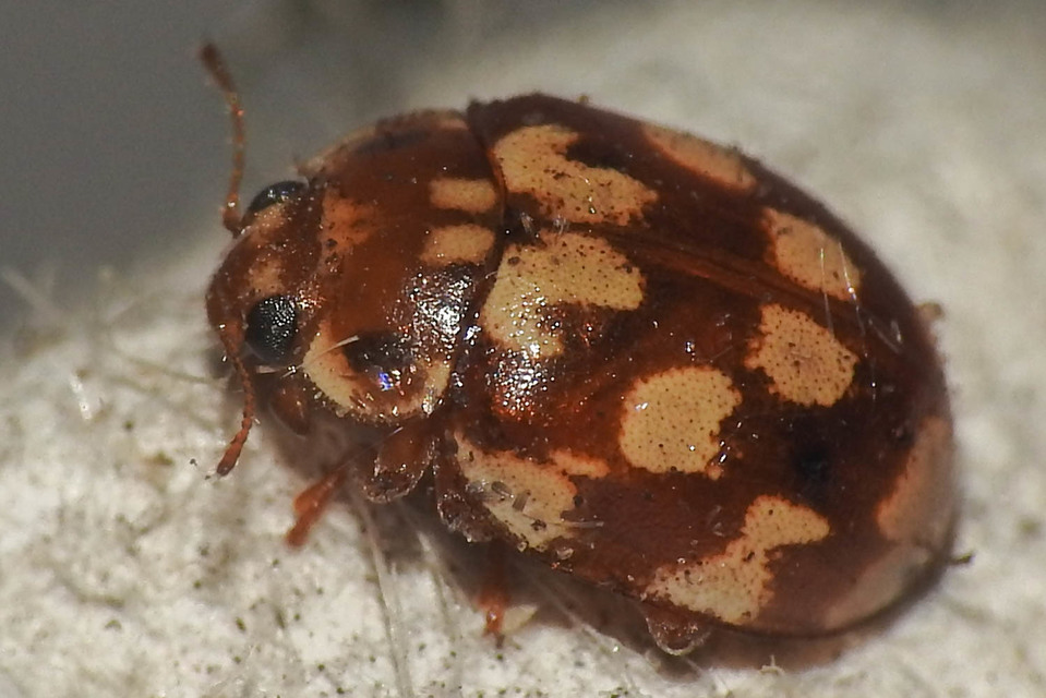 Myrrha octodecimguttata - tizennyolccseppes füsskata