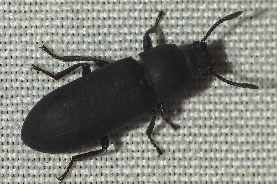 Cryphaeus cornutus - szarvas gyászbogár