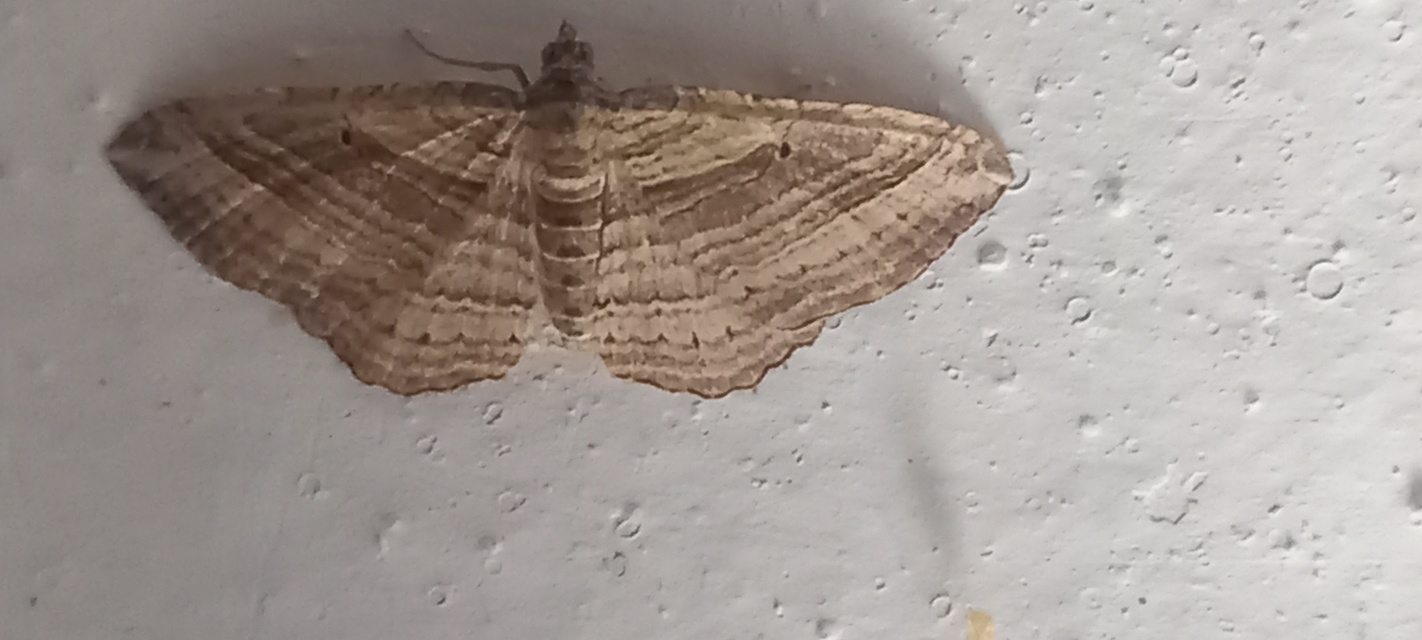Costaconvexa polygrammata - soksávú araszoló