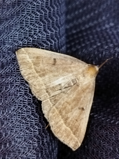 Pechipogo plumigeralis - tollascsápú karcsúbagoly