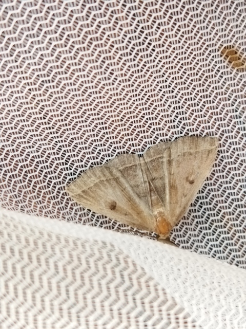Pechipogo plumigeralis - tollascsápú karcsúbagoly