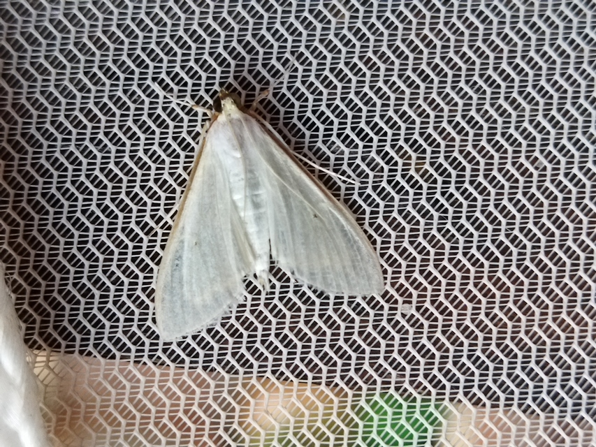 Palpita vitrealis - hófehér tűzmoly