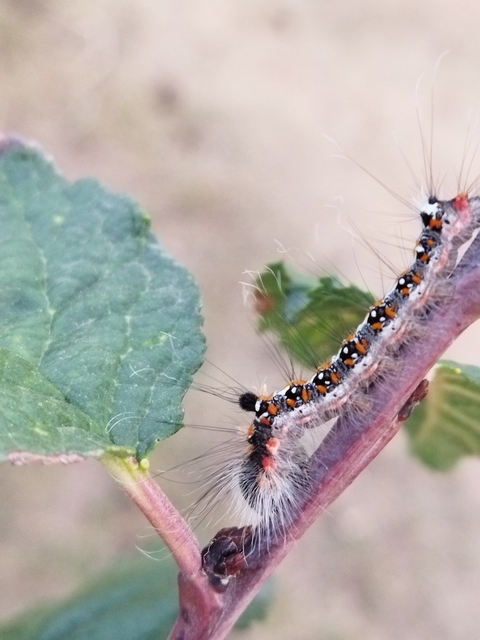 Acronicta tridens - barnás szigonyosbagoly