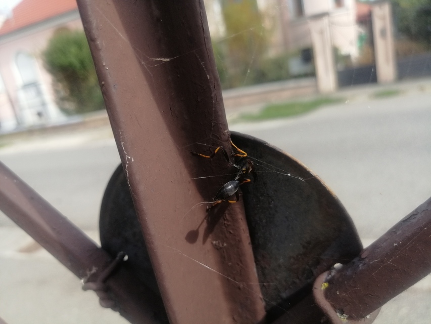 Sceliphron caementarium - feketenyelű lopódarázs