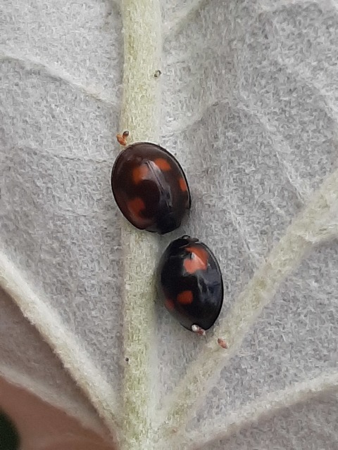 Exochomus quadripustulatus - négyfoltos szerecsenkata