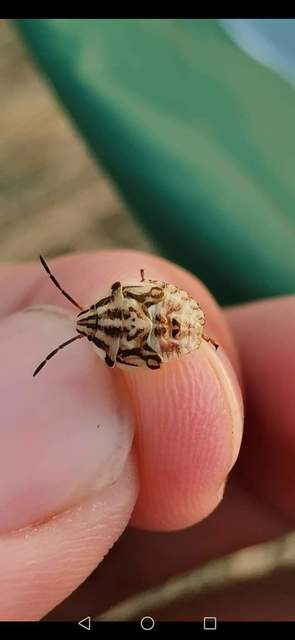 Carpocoris