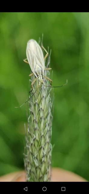 Acetropis