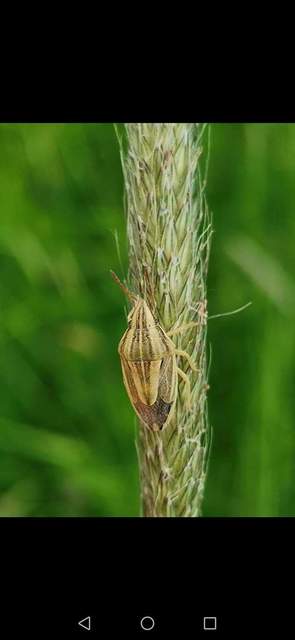 Aelia Aelia