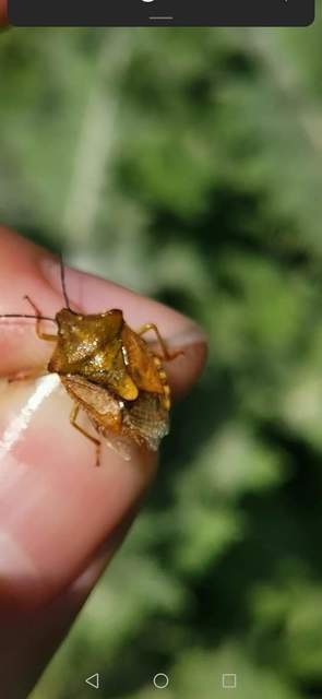 Carpocoris