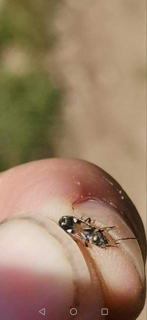 Raglius alboacuminatus - tarka díszesbodobács