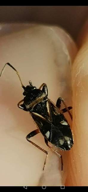 Raglius alboacuminatus - tarka díszesbodobács